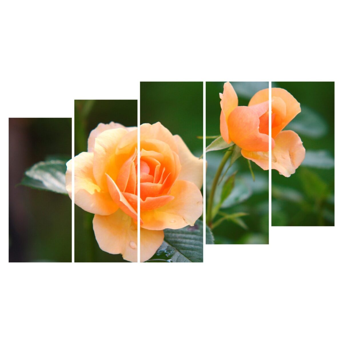 Картина модульная на холсте Розы